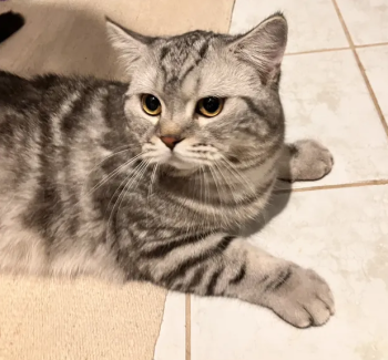 قط سكوتش ودود للبيع