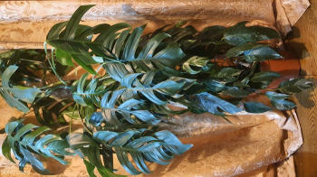 XXL Epipremnum Pinnatum Variegated 140cm Like Monstera Plant