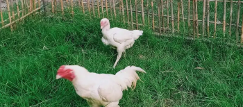 Aseel Heera set for sale.