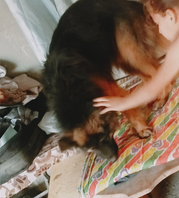 ذكر جيرمن للبيع ست شهور