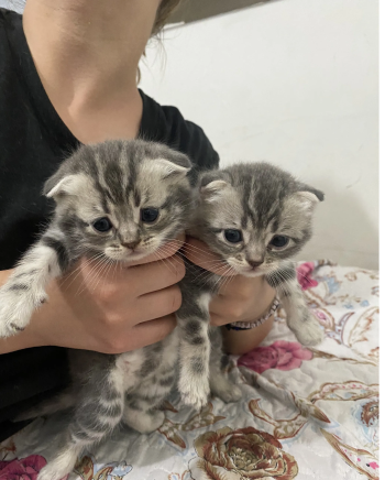 Scottish fold and straight