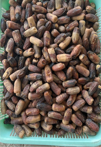 نغال حبه كبيره ،إنتاج السنه ، لتواصل