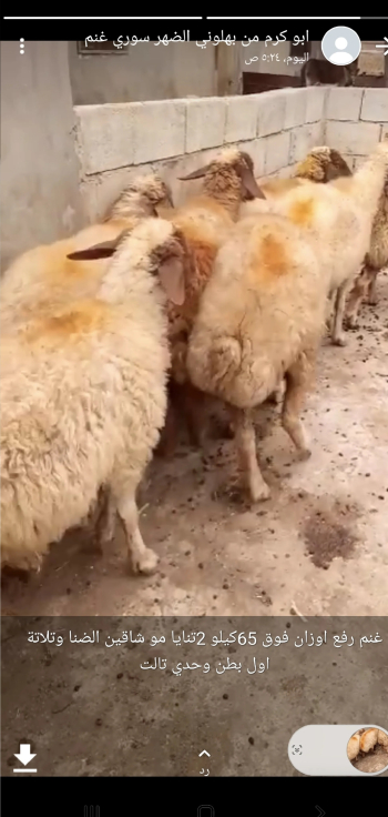 10غنمات اول بطن معشرين