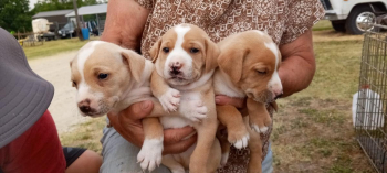 Mountain Curr Puppies