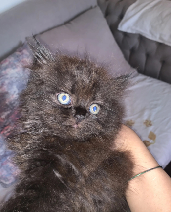 قطط شيرازى صغيره للبيع