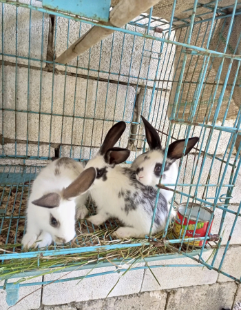 ارانب 5 للبيع 4 اناتي ودكر صحة ممتازة عمر شهرين تقريبا