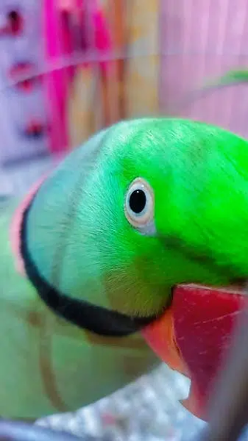 Raw parrot with cage