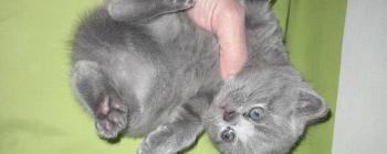 best price cat brittish male short hair