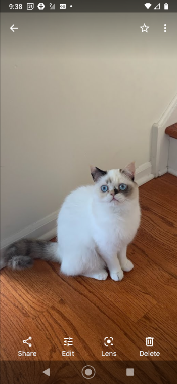 Exotic Shorthair Teacup Persian Himalayan Kitten Blue Eyes