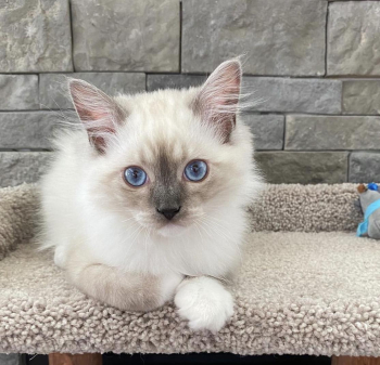 RAGDOLL male boy Leo