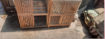 عيون حمام للبيع