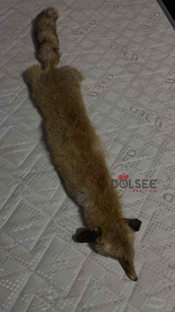 تعلب اصلي طبيعي فرو باقل من ربع تمنه لدواعي سفر جديد