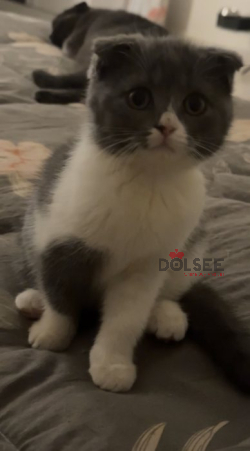 انثى سكوتش فولد لونق هير