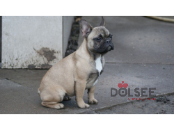 FRENCH BULLDOG