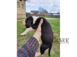 SERBIAN TRICOLOR PUPPIES