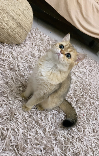 for meeting للتزاوج