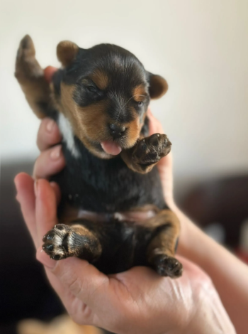 yorkshire pure breed 10 days old hight quilty male hand off in 50 days التسليم بعد 50 يوم