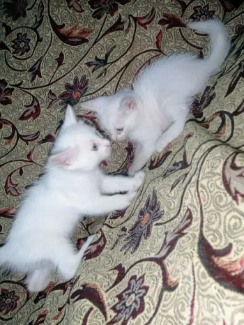 Persian Kittens