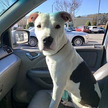 Melody Adult Female in Portsmouth, Virginia