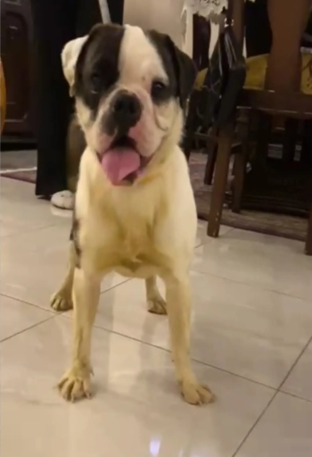 نتايه بج لون نادر جدا