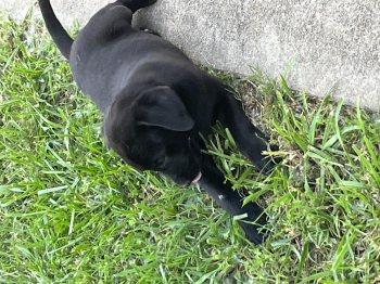 Labrador Retriever Puppies