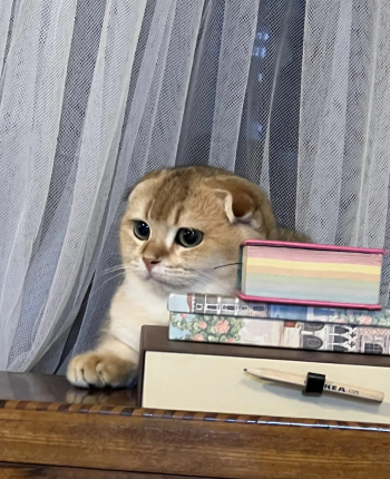 6 month old male Scotish Fold gold color Vaccinated and Microchipped