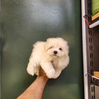 كلب مالتيز للبيع