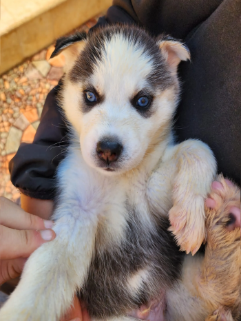 pure husky puppy