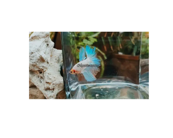 Opaque Betta Fish | Stunning Milky White Beta Fish | Fishes