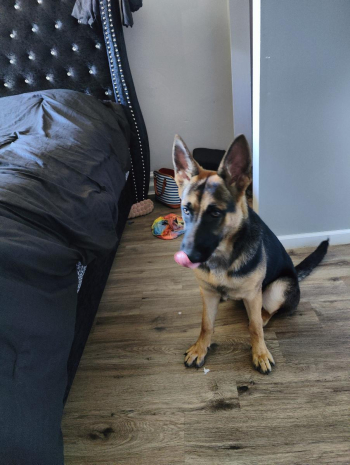 7 month German shepherd