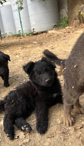 black gsd for sale
