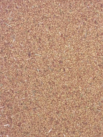 بذر قت للبيع