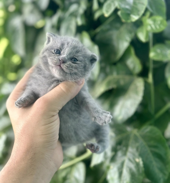 كيتن اسكوتش 20يوم للحجز