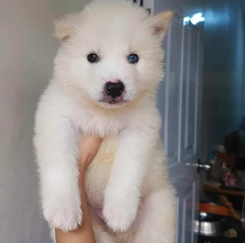 Siberian husky’s puppy