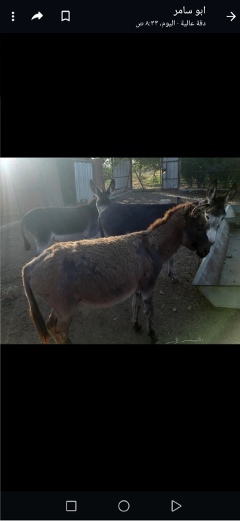 3 حمير للبيع