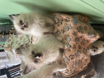 Purebred Ragdoll kittens