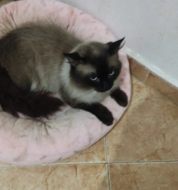 Chats siamois mâle et femelles