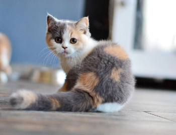 British Shorthair cat for sale in Bangalore at the best price - Breed n Breeder