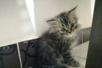 ولدين 50 يوم