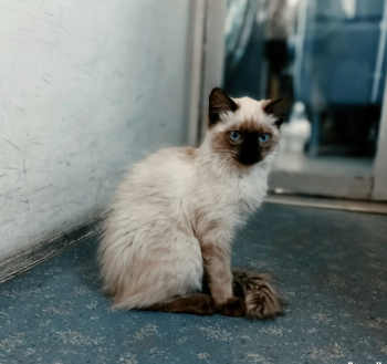 سيامي للبيع