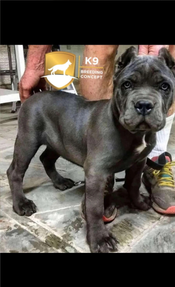 Cane corso