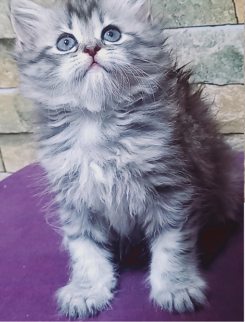 شانشيلا بيور 50 يوم