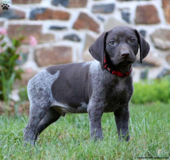 Working German Shorthaired Pointer puppies