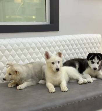 Husky Siberian Pure / هاسكي سايبيريا بيور