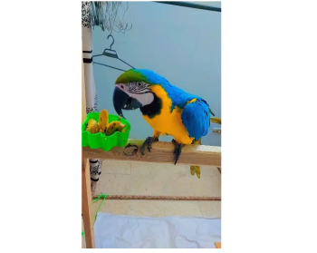 macaw talking parrot for sale