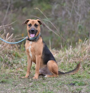  Saint Bloodhound Adult Male in Gulfport, Mississippi