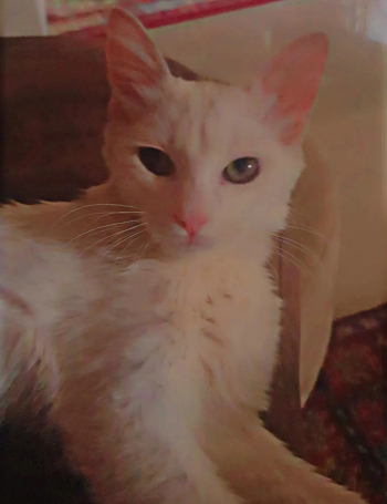 un chat femelle bien éduqué.