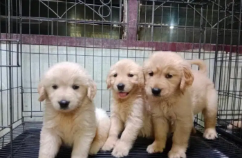 golden retriever puppy for sale