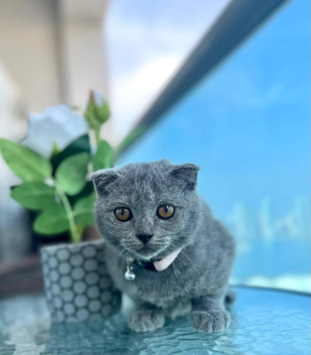 Scottishfold short hair