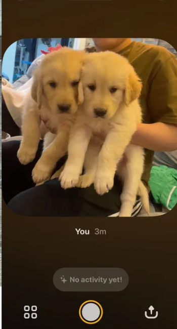 كلب ذكر جولدن ريتريفر للبيع عمره 45 يوم